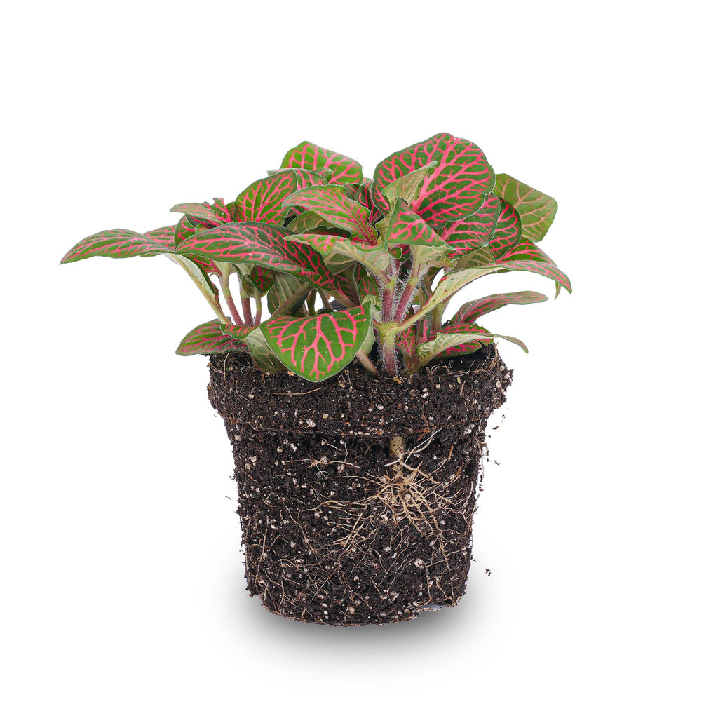 Fittonia red (Mosaikpflanze) – Ø8 cm