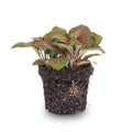 Fittonia red (Mosaikpflanze) – Ø8 cm