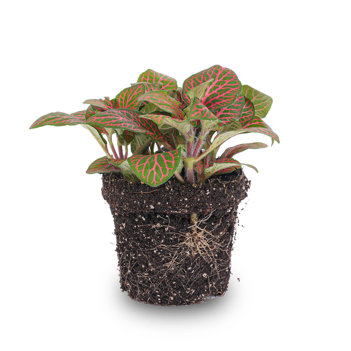 Fittonia red (Mosaikpflanze) – Ø8 cm