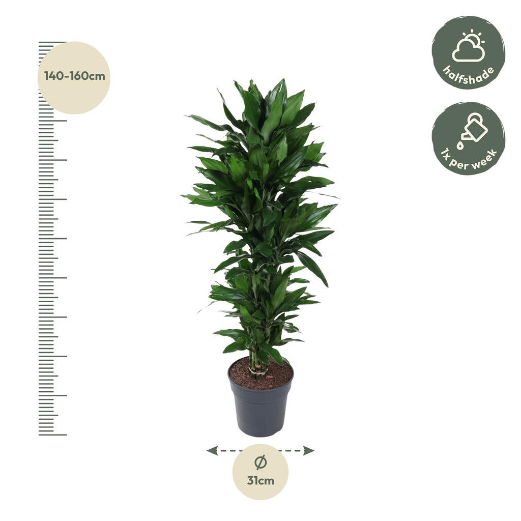 Dracaena Janet Lind vertakt (drakenboom) – Ø27 cm, 140 cm hoog
