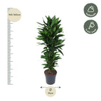 Dracaena Janet Lind vertakt (drakenboom) – Ø27 cm, 140 cm hoog