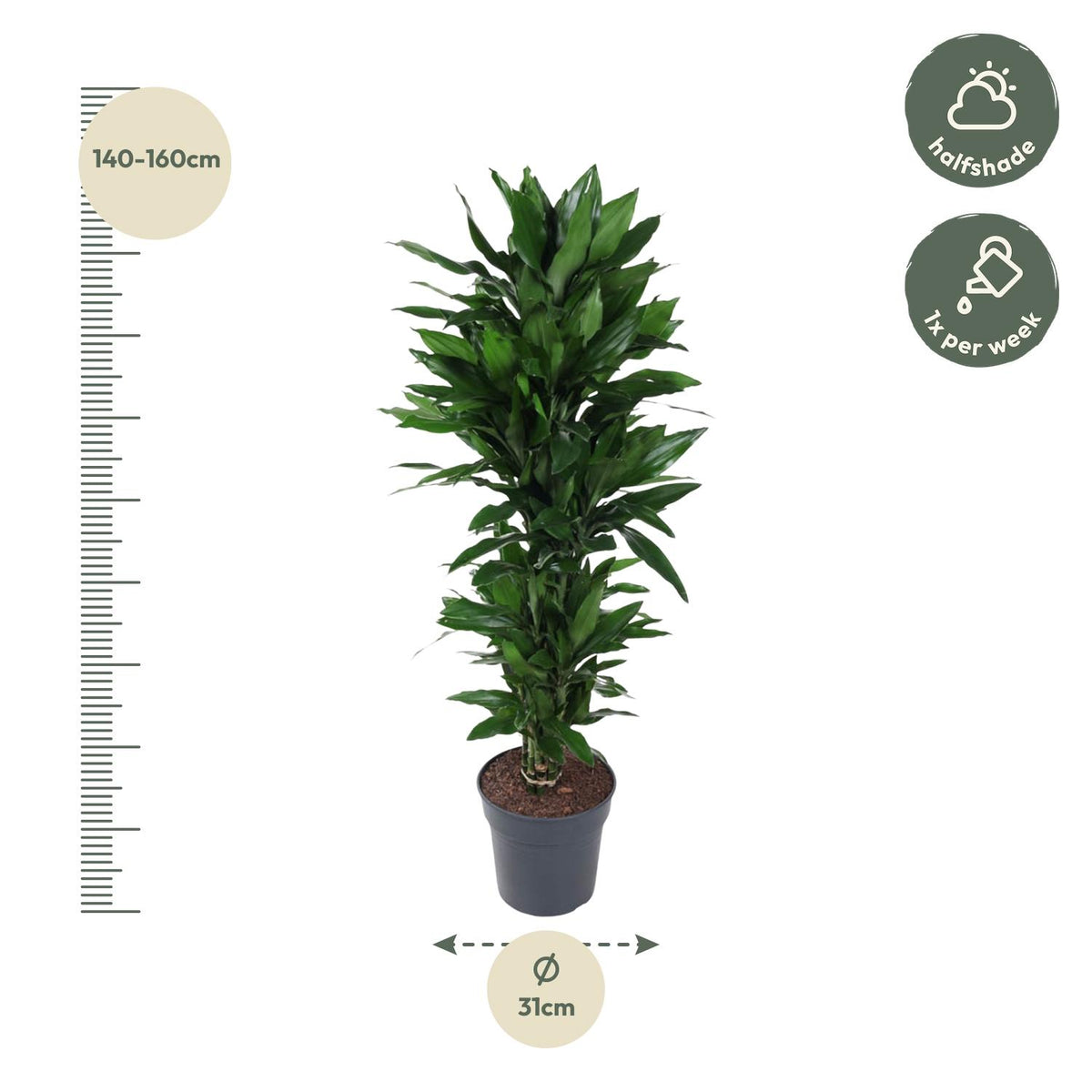 Dracaena Janet Lind vertakt (drakenboom) – Ø27 cm, 140 cm hoog