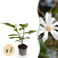 Magnolia stellata – weiß – 3 Pflanzen, Ø 12 cm, 30 cm hoch