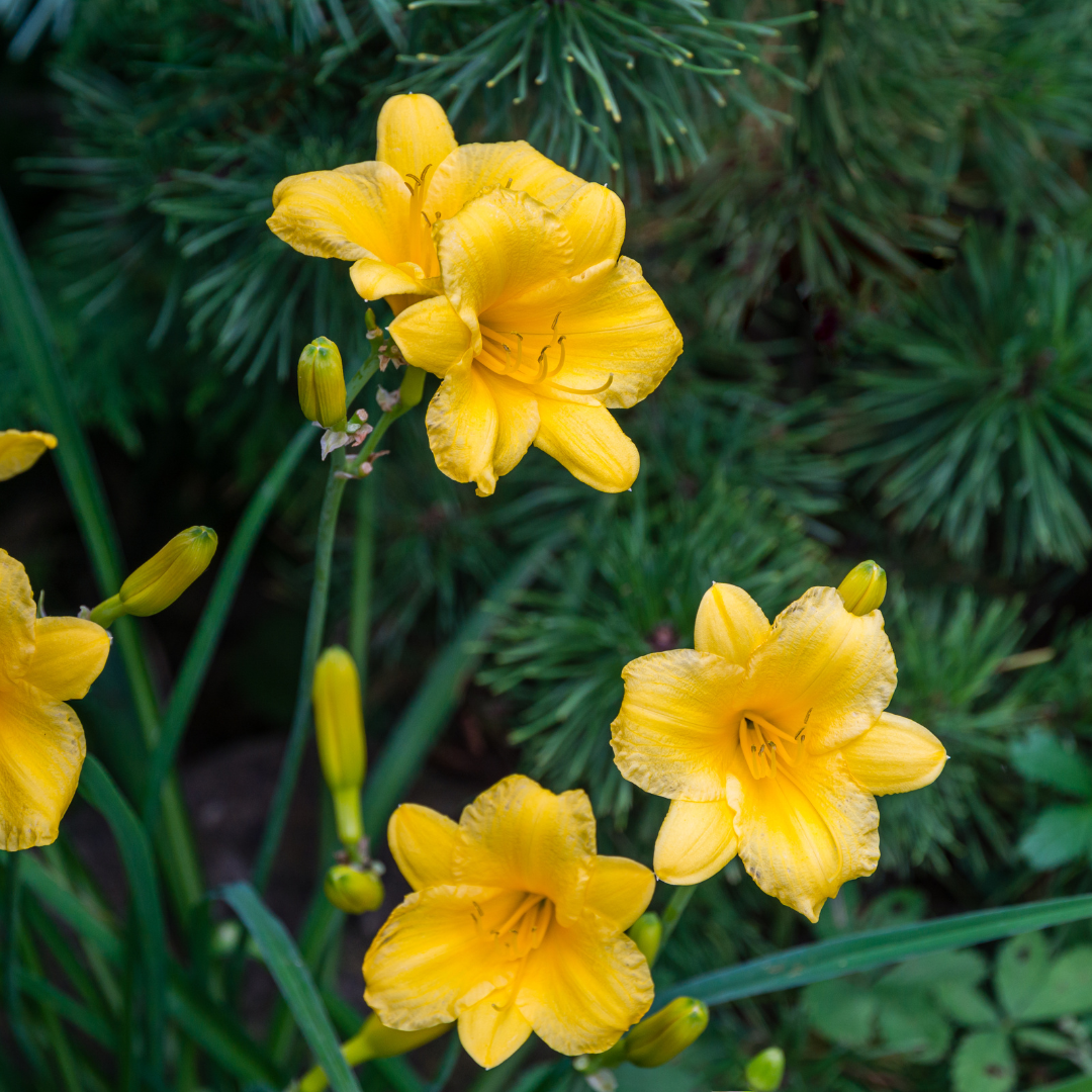 Hemerocallis 'Stella De Oro' (Taglilie) – 12 Pflanzen, Ø9 cm, 10–25 cm hoch – Bild 7