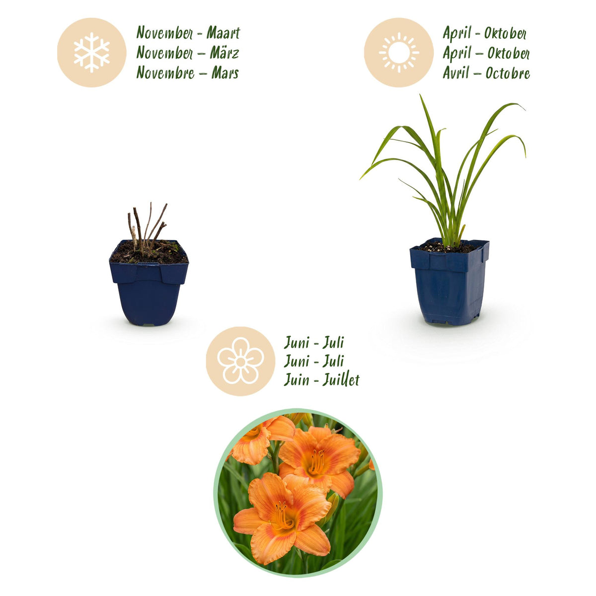 Hemerocallis 'Mauna Loa' (Taglilie) – orange – 24 Pflanzen, Ø11 cm, 15–25 cm hoch – Bild 4