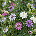 Passiflora 'Regenboog' (passiflore) – blanc-violet-rose – 12 plantes, Ø9 cm, 35 cm de haut – art. 62176
