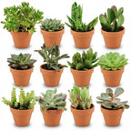 12× Vetplanten – Ø8 cm, 5–10 cm hoog