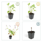 Persicaria amplexicaulis (knotweed) – 60 plants, Ø9 cm, 10–25 cm high