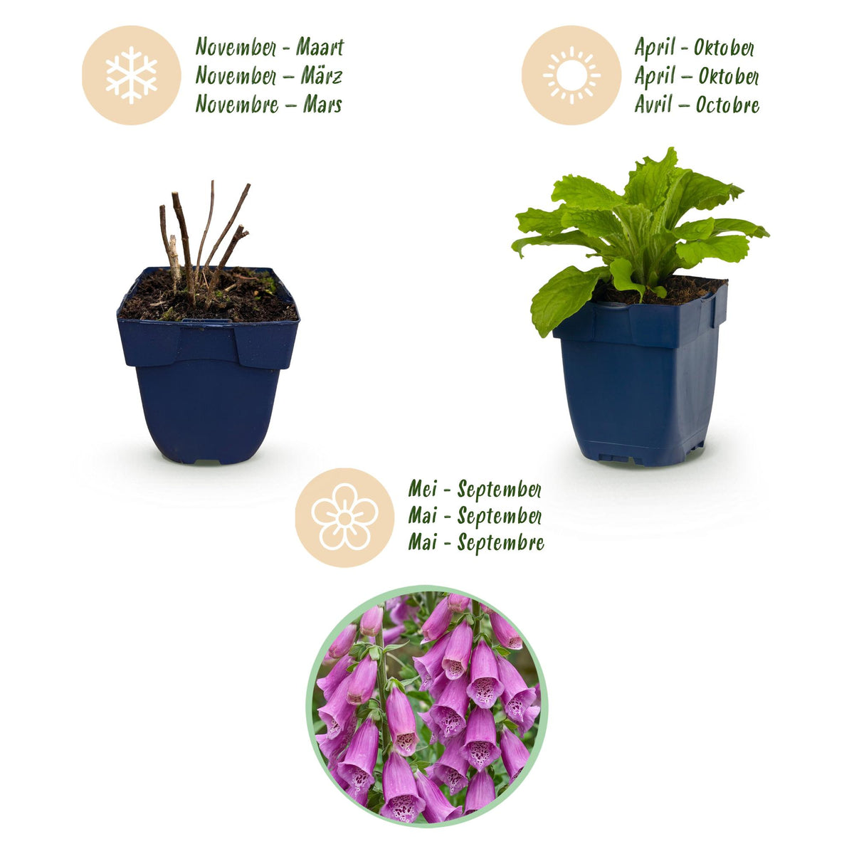 Digitalis purp. 'Dalmatian Purple' (digitale pourpre) – violet – 6 plantes, Ø11 cm, 15–25 cm de haut – photo 4