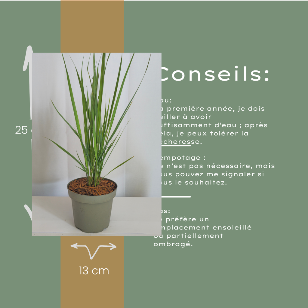 Panicum virgatum 'Northwind' (Fingergras) – 6 Pflanzen, Ø 12 cm – Bild 10