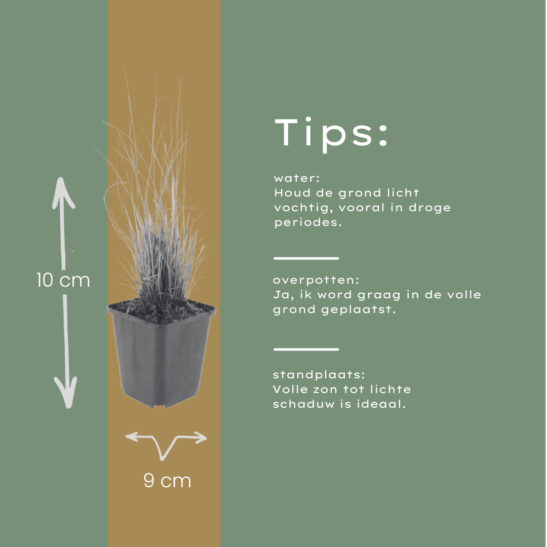Calamagrostis brachytricha (chiendent piquant) – 60 plants, Ø9 cm, 10–25 cm de haut – photo 7