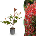 Photinia fraseri 'Red Robin' (photinia) – rouge – 24 plants, Ø9 cm, 25–35 cm de haut