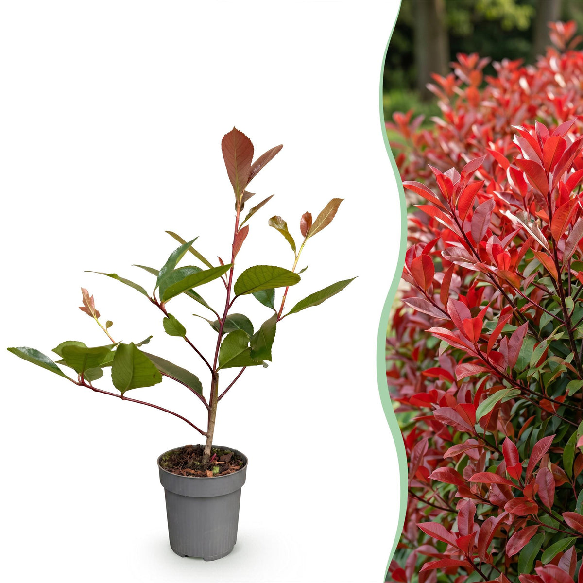 Photinia fraseri 'Red Robin' (photinia) – rouge – 24 plants, Ø9 cm, 25–35 cm de haut – photo 3