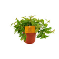 Peperomia Ang. Rocca Vivace – Ø11 cm, 15 cm høj
