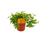 Peperomia Ang. Rocca Vivace – Ø11 cm, 15 cm høj