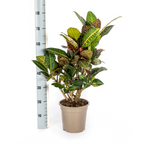 Codiaeum 'Croton' Petra met mand – Ø21 cm, 60–80 cm hoog