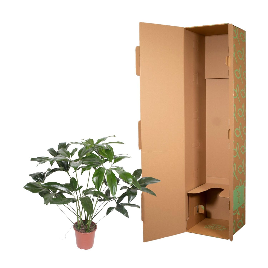 Philodendron Green Wonder – Ø24 cm, 100 cm hoog – cm