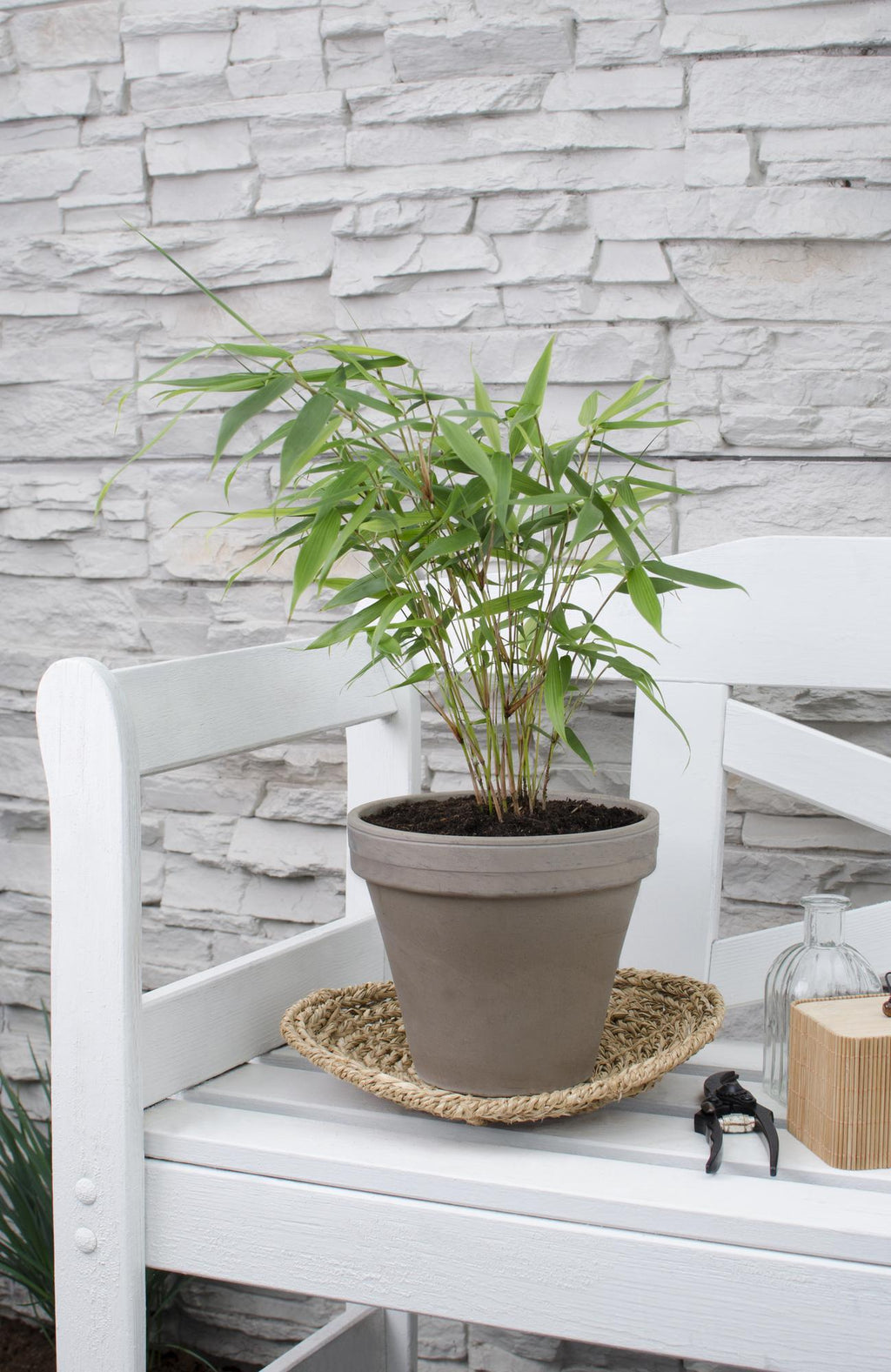 Fargesia robusta 'Pingwu' (bamboo) – Ø14 cm, 40 cm high – photo 2