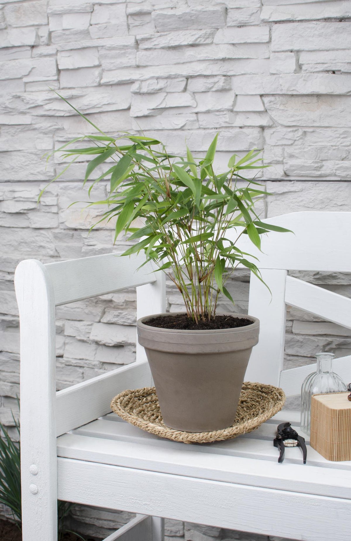 Fargesia robusta 'Pingwu' (bamboo) – Ø14 cm, 40 cm high – photo 2