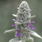 Stachys byzantina (Eselsohr) – 6 Pflanzen, Ø 9 cm, 10–25 cm hoch