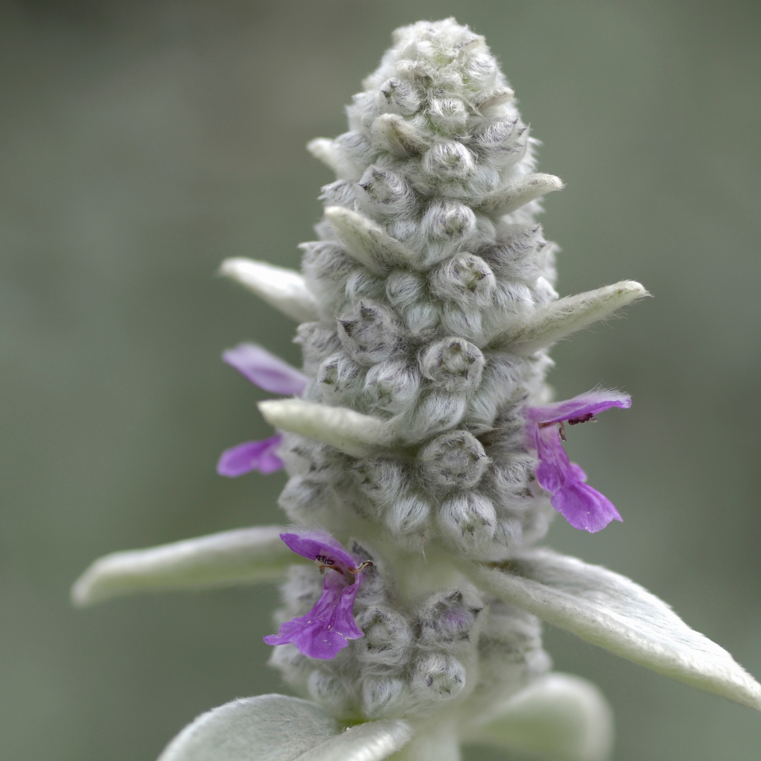 Stachys byzantina (Eselsohr) – 6 Pflanzen, Ø 9 cm, 10–25 cm hoch – Bild 7