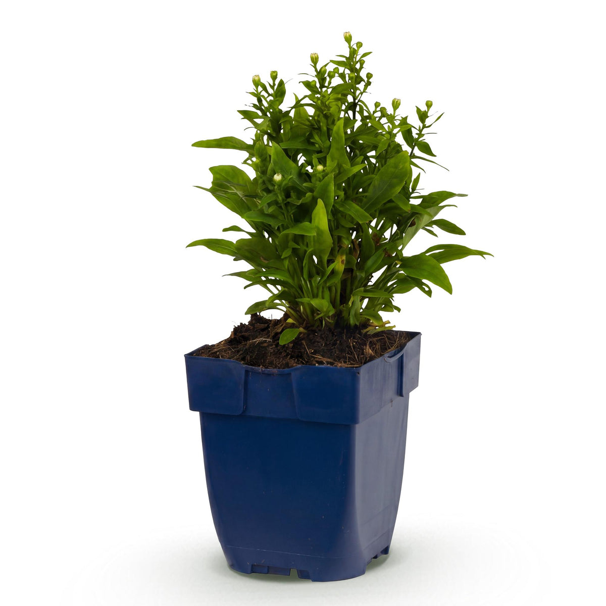 Aster 'Schneekissen' – blanc – Ø11 cm, 15–25 cm de haut – photo 2
