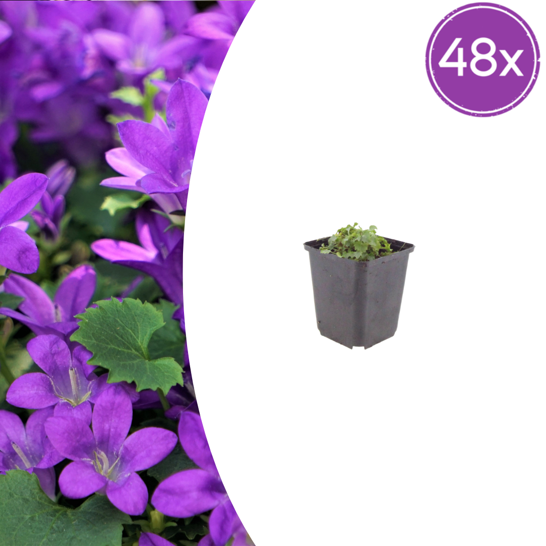 Campanula portenschlagiana (klokjesbloem) – 48 planten, Ø9 cm, 10–25 cm hoog