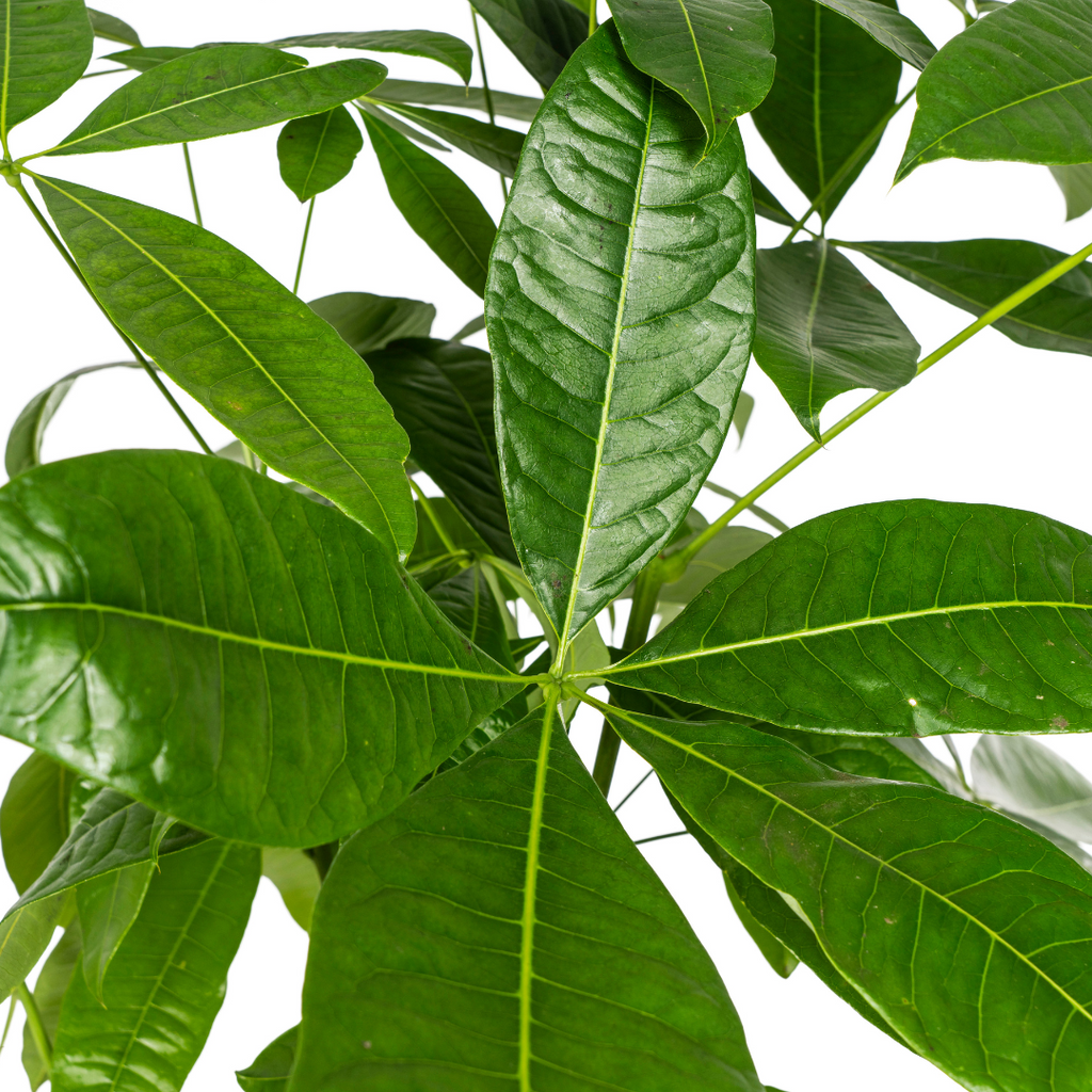 Pachira aquatica (geldboom) – Ø24 cm, 120–140 cm hoog