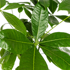 Pachira aquatica (geldboom) – Ø24 cm, 120–140 cm hoog