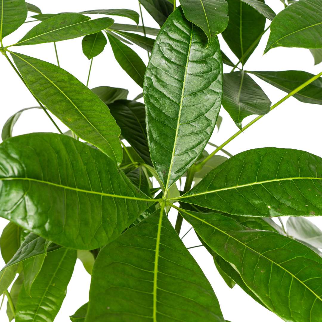 Pachira aquatica (geldboom) – Ø24 cm, 120–140 cm hoog