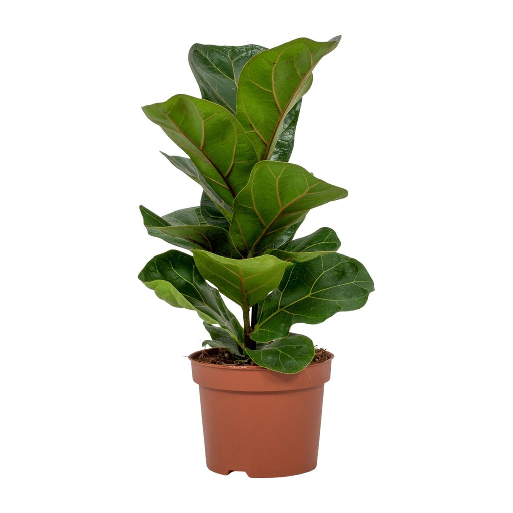 Ficus lyrata (vioolbladplant) – Ø12 cm, 30 cm hoog