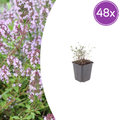 Thymus vulgaris (thym) – 48 plantes, Ø9 cm, 10–25 cm de haut