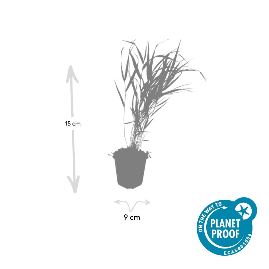 Hakonechloa macra (Japans siergras) – 6 planten, Ø9 cm, 10–25 cm hoog – foto 4