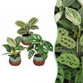 3× Box surprise de plantes d’intérieur incl. Copper Reef – Ø6 cm, 5–15 cm de haut