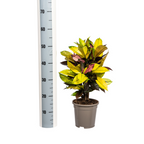 Codiaeum 'Croton' Iceton – Ø 17 cm, 40–60 cm hoch
