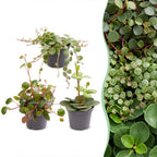 3× Baby Peperomia Mix – Ø6 cm, 5–15 cm høj