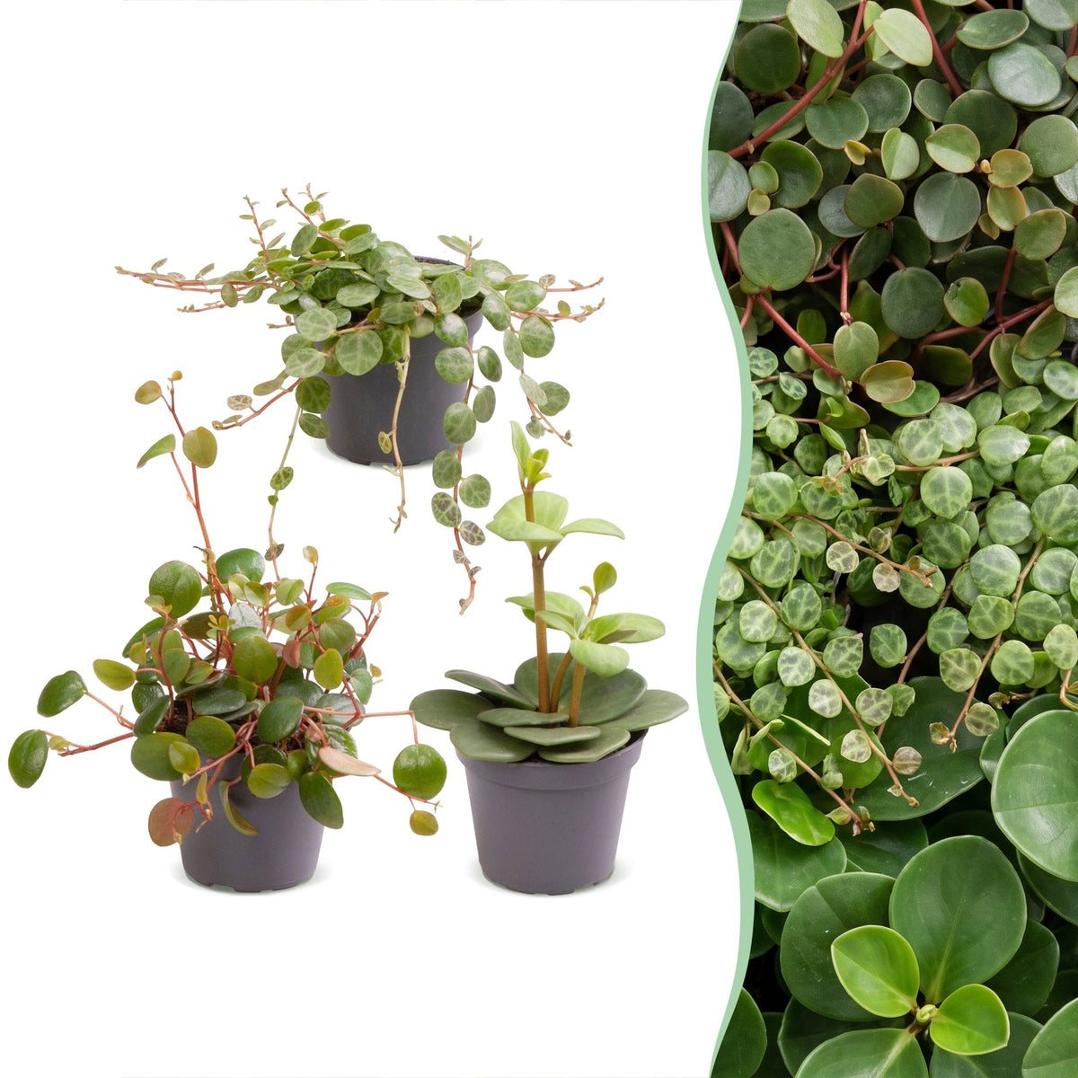 3× Baby Peperomia Mix – Ø6 cm, 5–15 cm høj