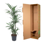 Dracaena warneckii (arbre dragonnier) – Ø 27 cm, 130 cm de haut