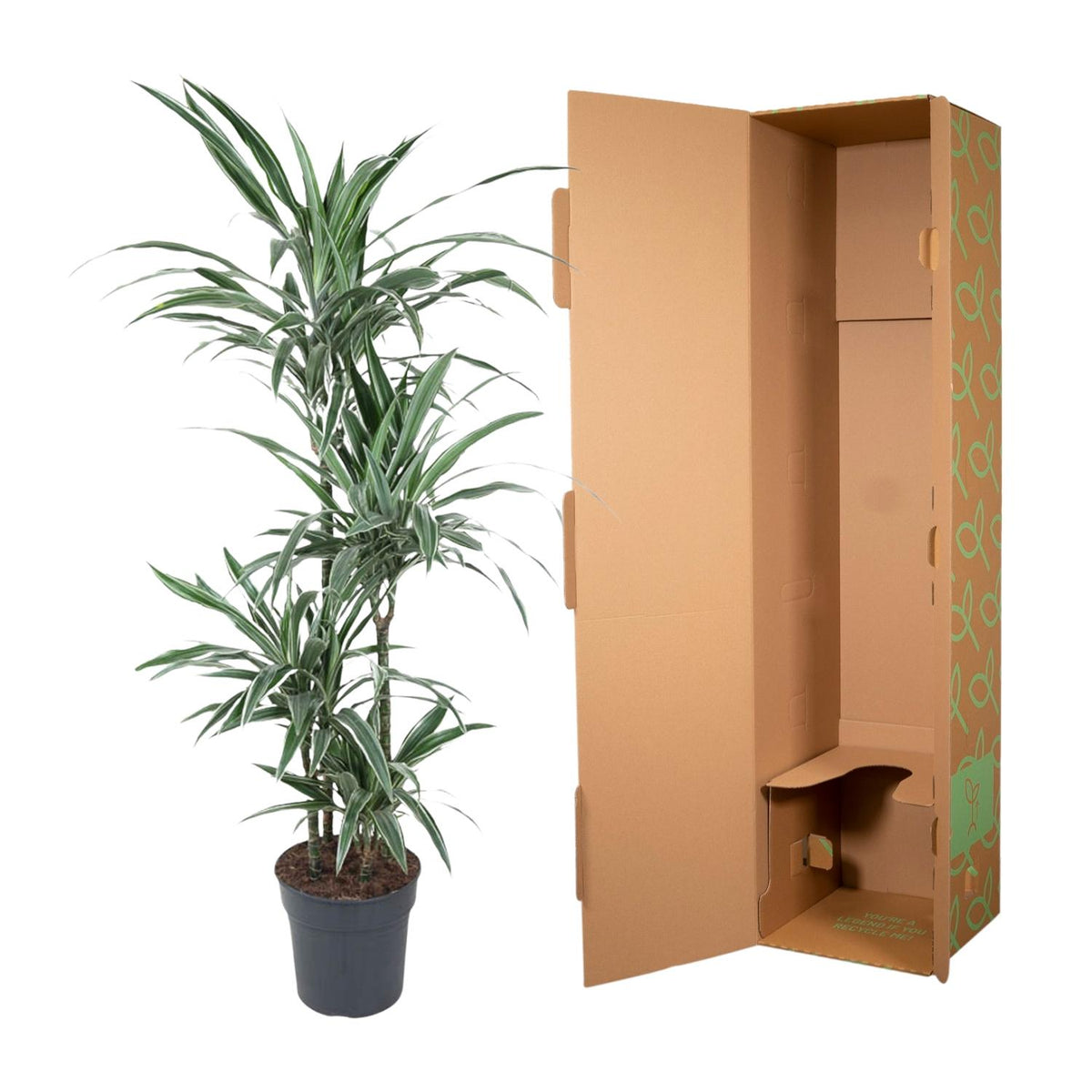 Dracaena Warneckei (drakenboom) – Ø27 cm, 130 cm hoog
