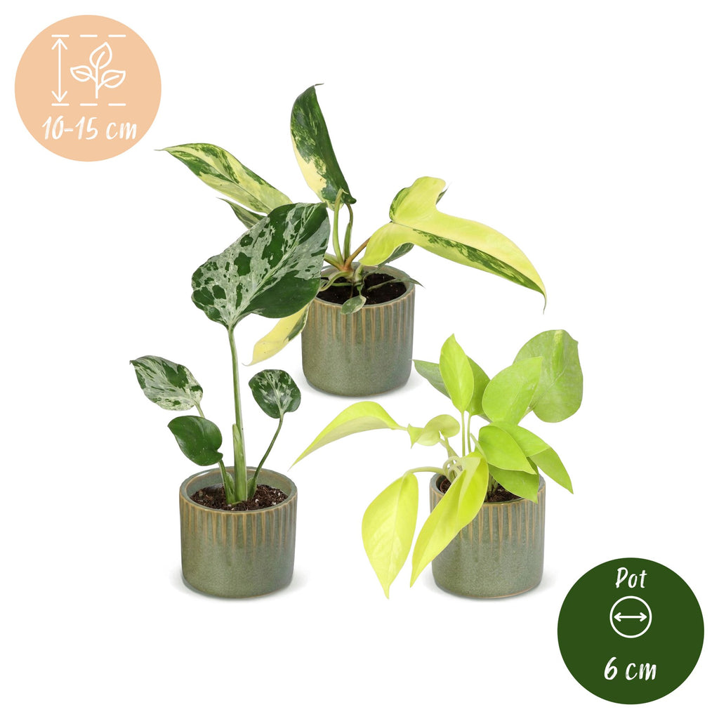 3× Baby-Pflanzen Tropical Mix inkl. Linnea Olive – Ø6 cm, 10–15 cm hoch – Bild 5