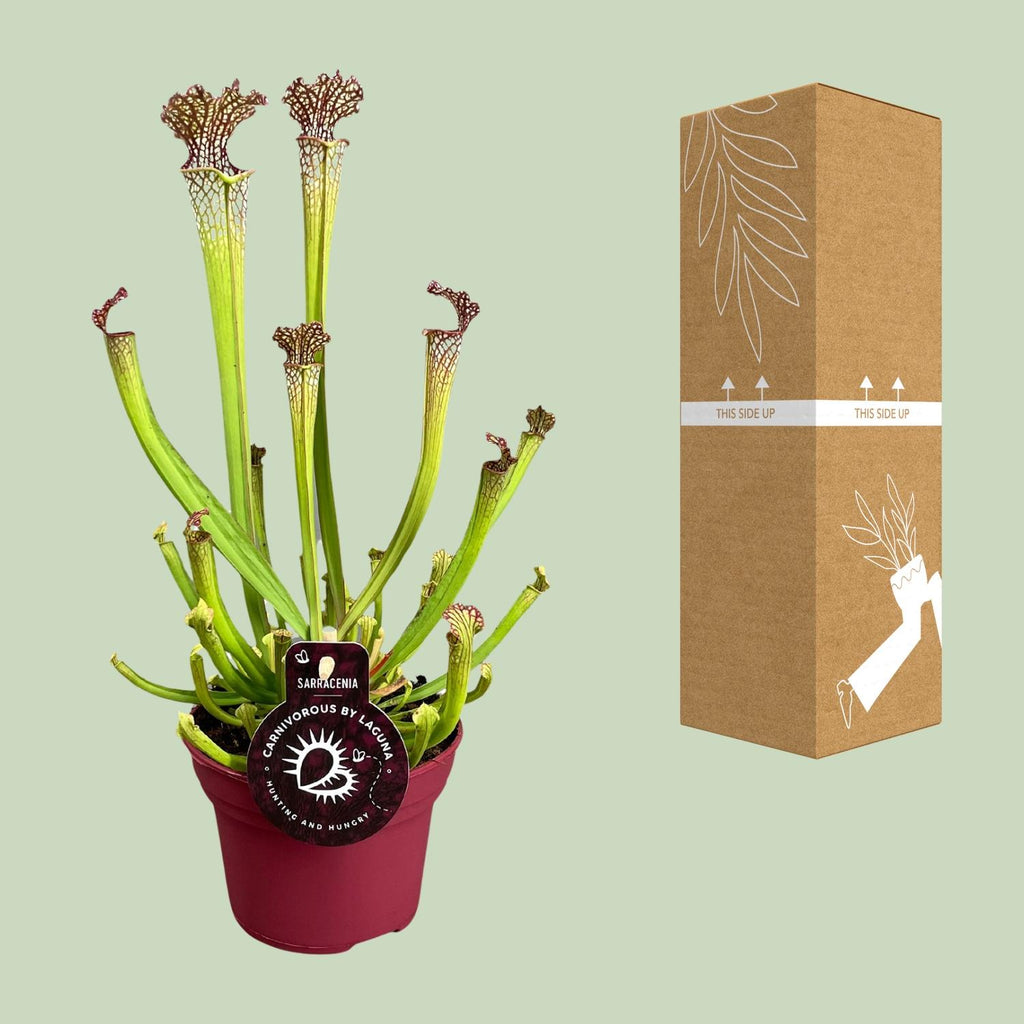 Sarracenia farnhamii (trompetbægerplante) – Ø 12 cm, 40 cm høj