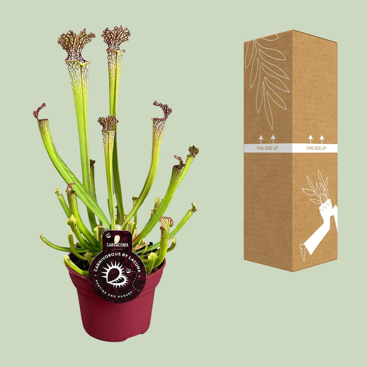 Sarracenia Farnhamii (trompetbekerplant) – Ø12 cm, 40 cm hoog