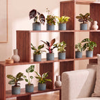 12× Verrassingsbox kamerplantjes incl. Linnea Misty Blue – Ø6 cm, 5–15 cm hoog