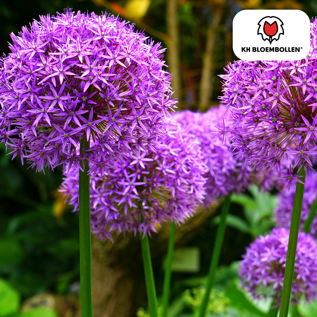 Mélange décoratif – 4 bulbes de fleurs