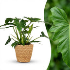 Philodendron Lacerum avec panier – Ø19 cm, 65 cm de haut