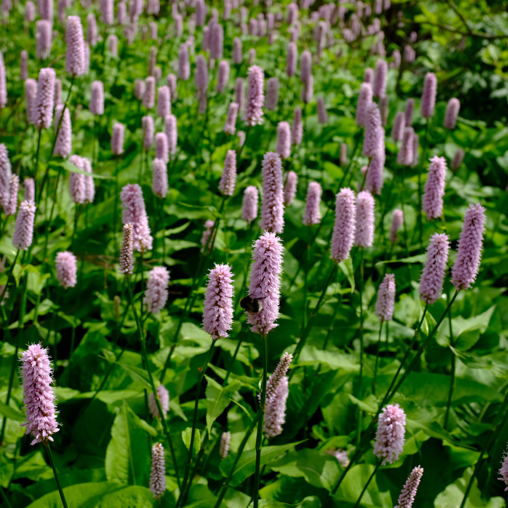 Persicaria aff. 'Superba' (Gewöhnlicher Ehrenpreis) – 60 Pflanzen, Ø9 cm, 10–25 cm hoch – Bild 7
