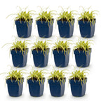Carex oshimensis 'Evergold' (Japanese sedge) – 12 plants, Ø11 cm, 15–25 cm high