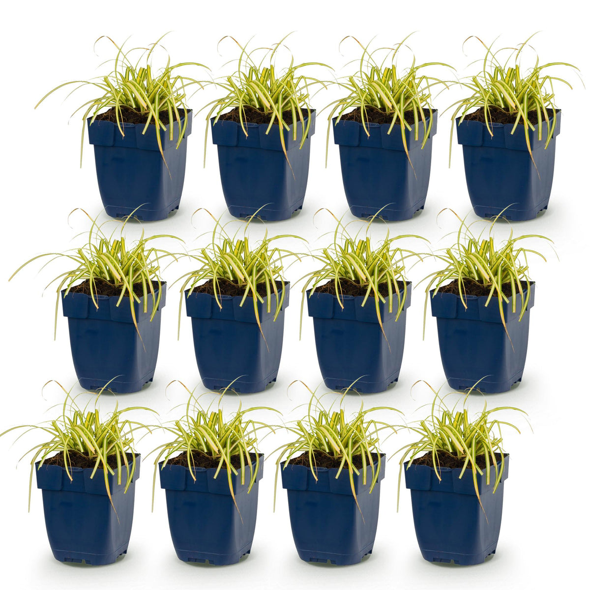 Carex oshimensis 'Evergold' (Japanse zegge) – 12 planten, Ø11 cm, 15–25 cm hoog