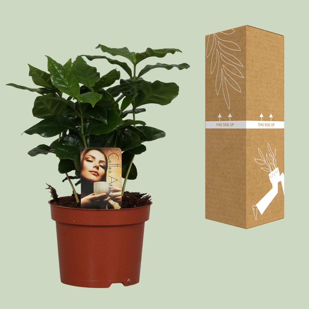 Coffea arabica (kaffeplante) – Ø12 cm, 25 cm høj