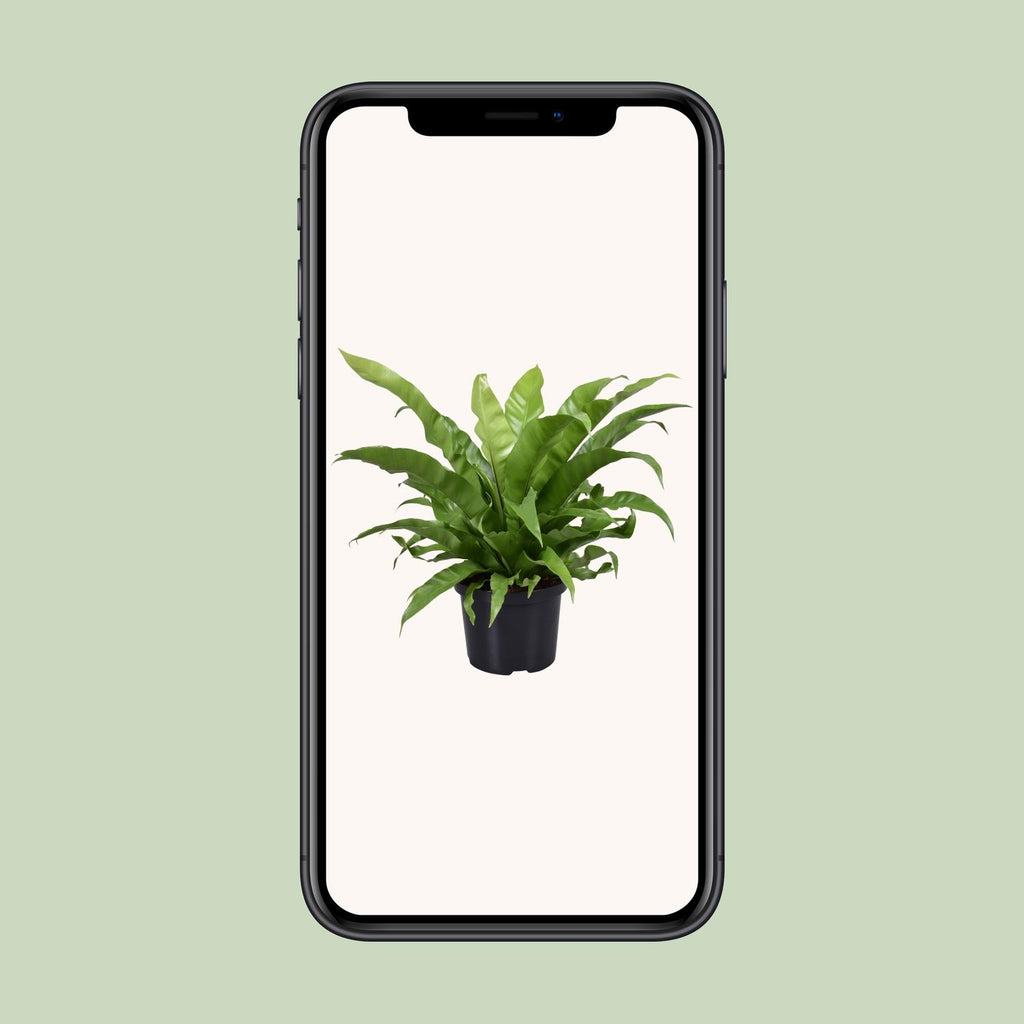 Asplenium Antiquum (fugleredbreg) – Ø23 cm, 60 cm høj